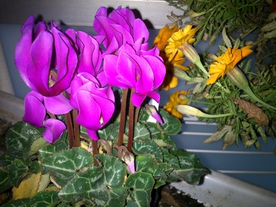夕暮れの中でベランダの植物を撮影